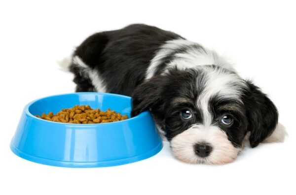 Royal Canin Mini Adulto 4 kg